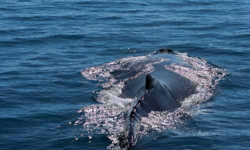 Australie : Les baleines d’Hervey Bay