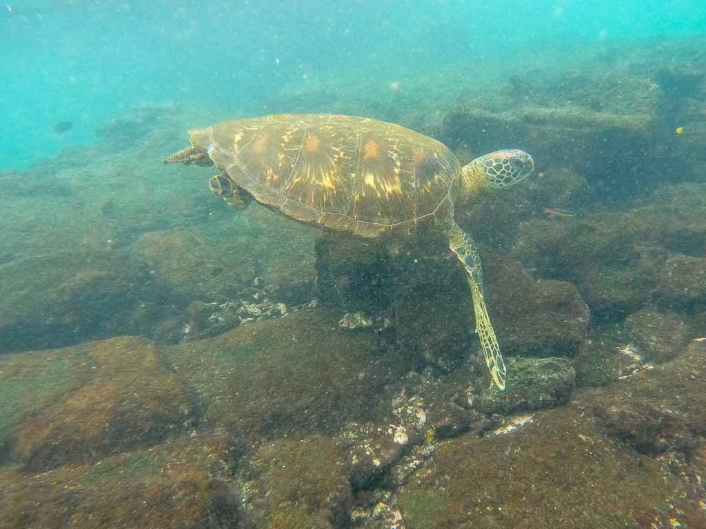 tortue sous marine