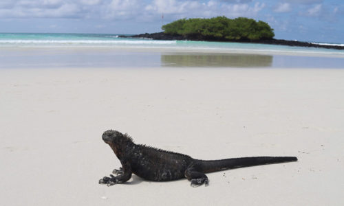 Les Galapagos : Santa Cruz by Aurélie