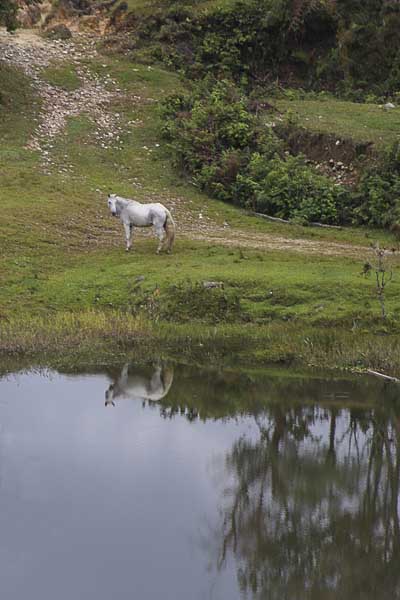 lac cheval guatapé