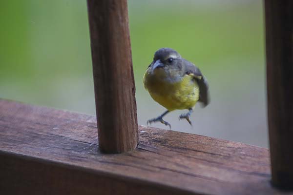 sucrier jaune, oiseau de Colombie